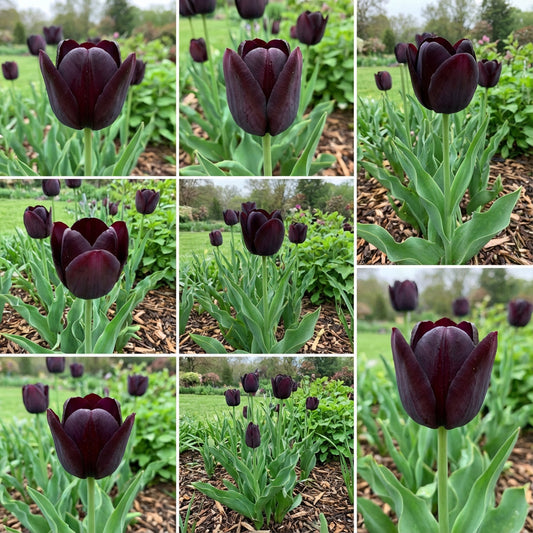 Black Tulip Flowering Seeds For Planting and Gardening