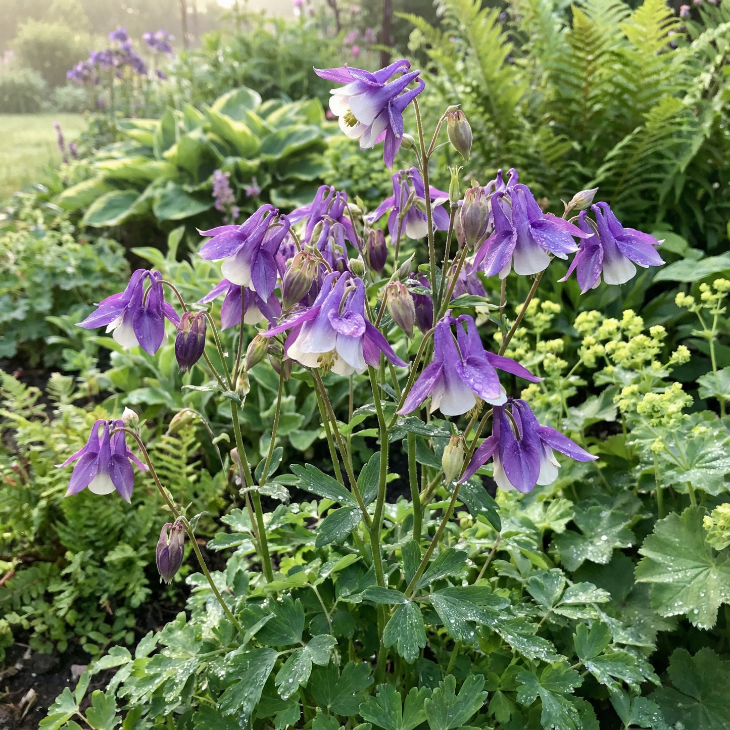 Aquilegia Flower Seeds: Purple White Variety for Planting