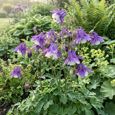 Aquilegia Flower Seeds: Purple White Variety for Planting
