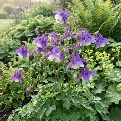 Aquilegia Flower Seeds: Purple White Variety for Planting
