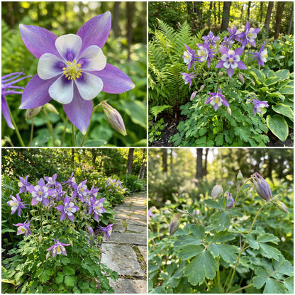 Aquilegia Flower Seeds: Purple White Variety for Planting