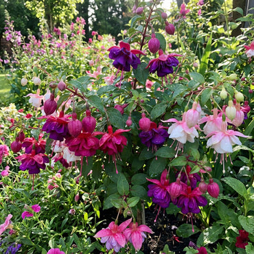 Mixed Double Petal Fuchsia Flower Seeds for Vibrant Planting