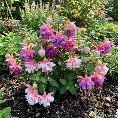 Mixed Double Petal Fuchsia Flower Seeds for Vibrant Planting