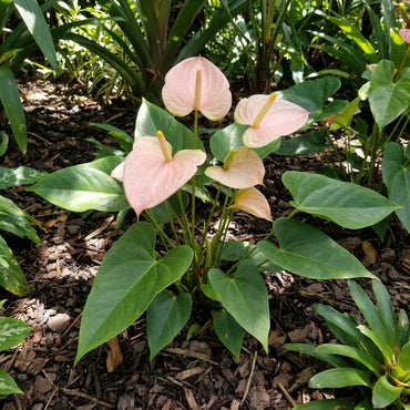 Pale Pink Anthurium Flower Seeds for Planting - Add Elegance to Your Garden