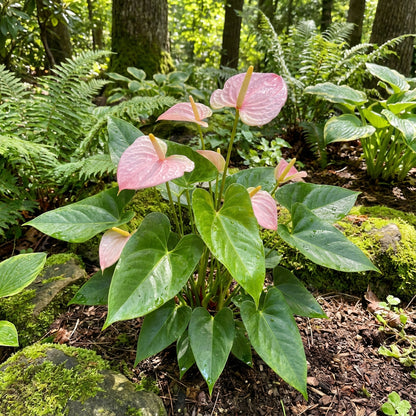 Pale Pink Anthurium Flower Seeds for Planting - Add Elegance to Your Garden