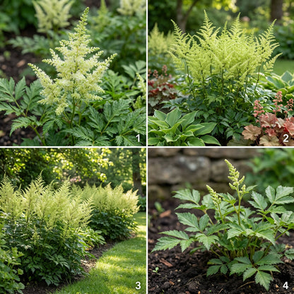 Astilbe Flower Seeds for Planting Light Green - Soft Beauty for Your Garden