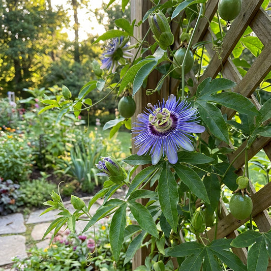 Passiflora Incarnata Flower Seeds - Plant Blue Passion Flowers for Exotic Beauty