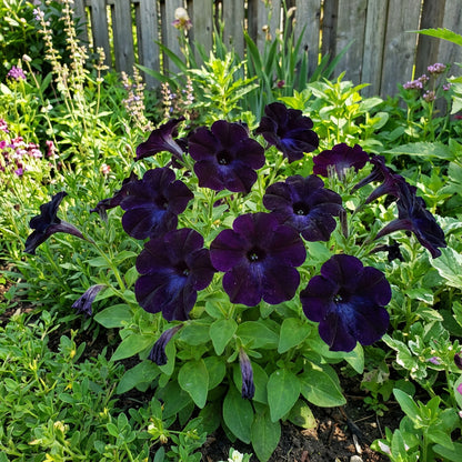 Black Petunia Flower Seeds for Planting - Embrace the Bold Beauty of Dark Petunias in Your Garden