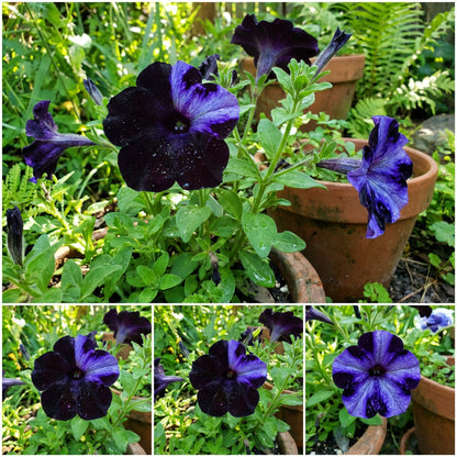 Black Petunia Flower Seeds for Planting - Embrace the Bold Beauty of Dark Petunias in Your Garden