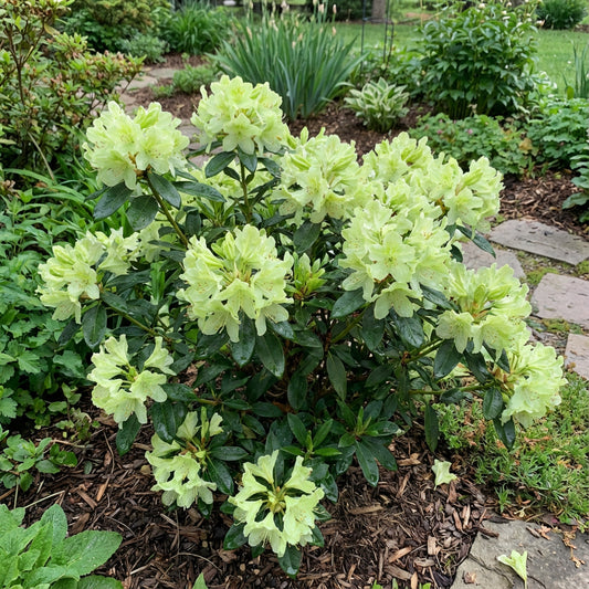 Planting Azalea Flower Seeds - Green Variety