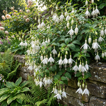 Fuchsia Flower Seeds for Planting - White Variety