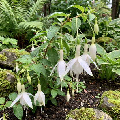 Fuchsia Flower Seeds for Planting - White Variety
