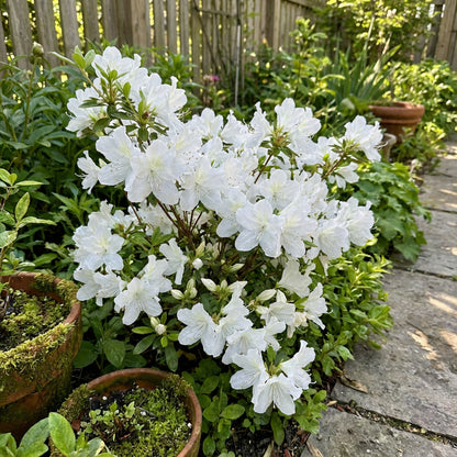 Azalea Flower Seeds Flat White Planting