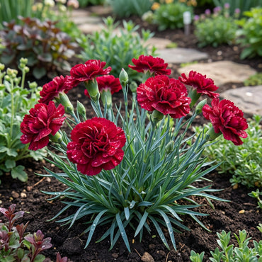 Red Dianthus Caryophyllus Flower Seeds for Planting