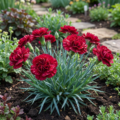 Red Dianthus Caryophyllus Flower Seeds for Planting