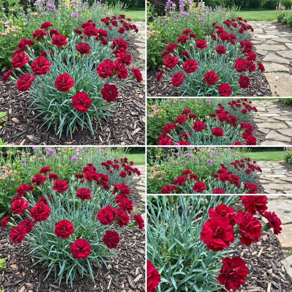 Red Dianthus Caryophyllus Flower Seeds for Planting