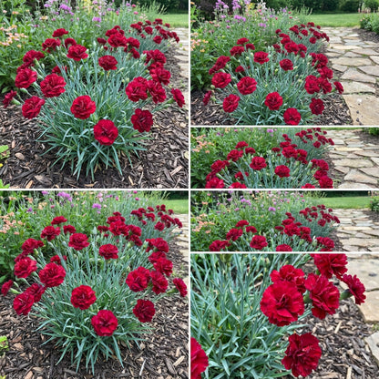 Red Dianthus Caryophyllus Flower Seeds for Planting