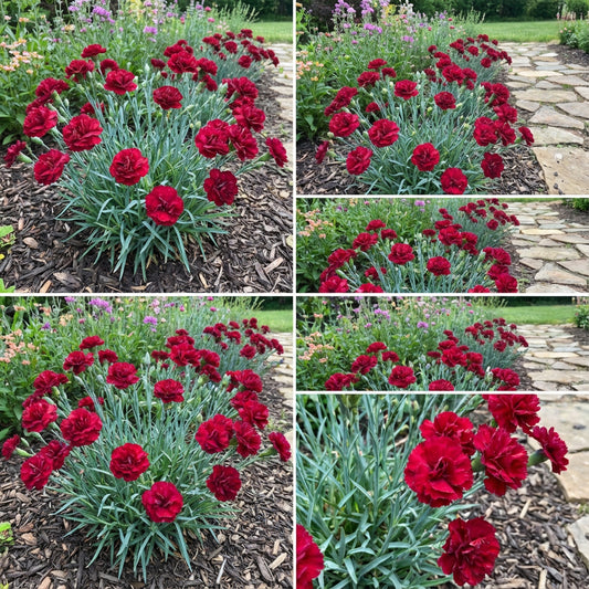 Red Dianthus Caryophyllus Flower Seeds for Planting