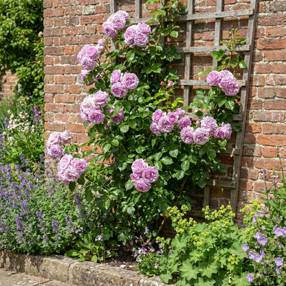Lavendel Kletterrosenblumensamen zum Pflanzen