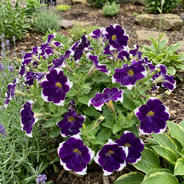Dark Violet & White Oblique Petunia Flower Seeds for Planting
