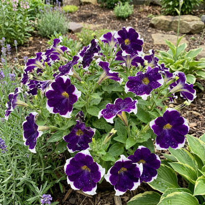 植え付け用の濃紫色と白の斜め咲きペチュニアの花の種