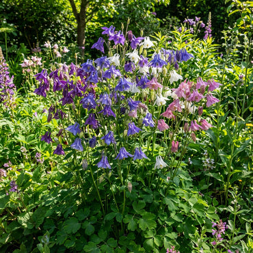 Aquilegia Seeds for Vibrant Multi-Color Planting