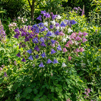 Aquilegia Seeds for Vibrant Multi-Color Planting