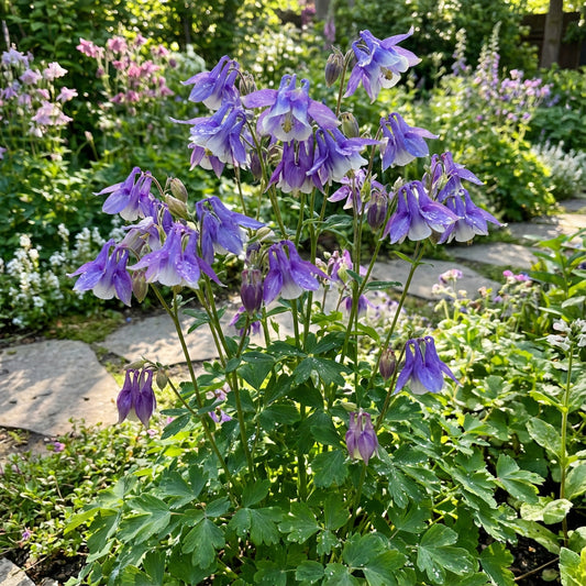 Aquilegia Seeds for Vibrant Multi-Color Planting