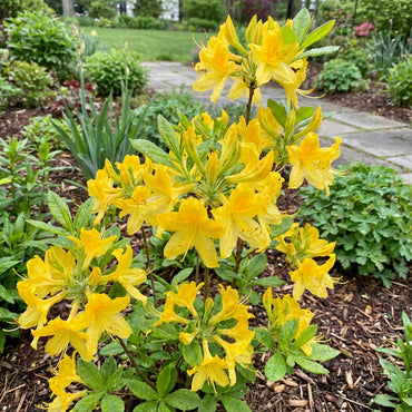 Azalea Yellow Flower Seeds for Gardening