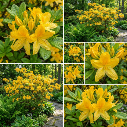 Azalea Yellow Flower Seeds for Gardening
