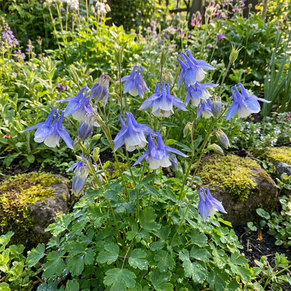 Planting Aquilegia Flower Seeds: Blue and White Varieties
