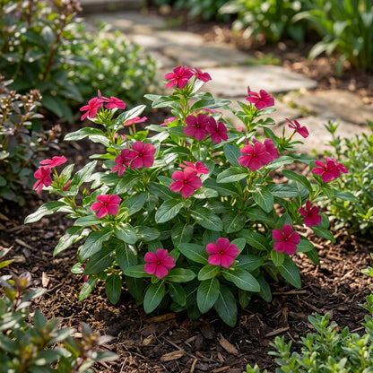 Dark Pink Periwinkle Vinca Flower Seeds for Planting