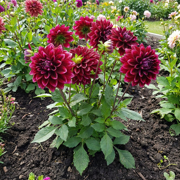 Two-Color Dark Red Dahlia Flower Seeds for Vibrant Garden Planting