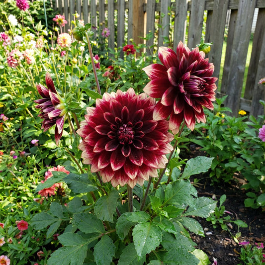 Two-Color Dark Red Dahlia Flower Seeds for Vibrant Garden Planting