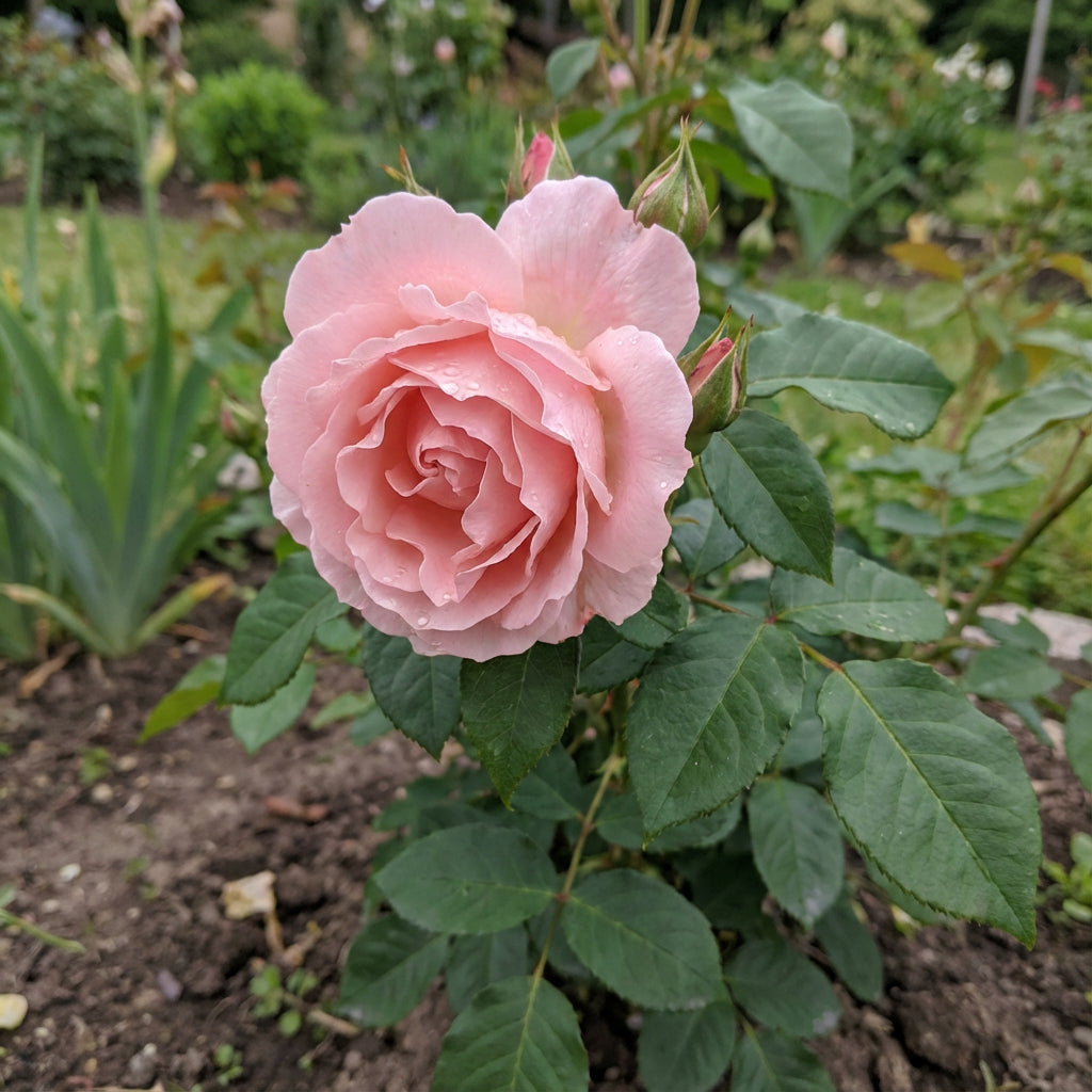 Samen der rosa Rosenblume für einfaches Pflanzen