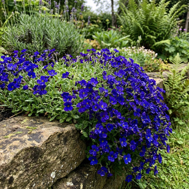 Dark Blue Aubrieta Flower Seeds for Planting