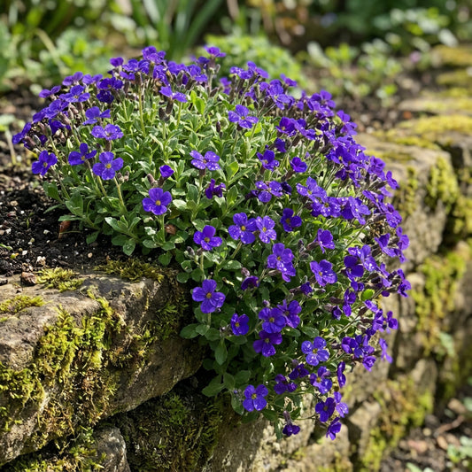 Dark Blue Aubrieta Flower Seeds for Planting