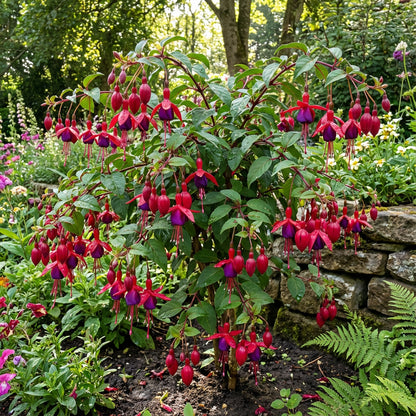 Red Fuchsia Flower Seeds for Easy Planting