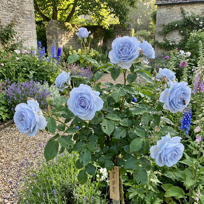 Sky Blue Rose Flower Seeds for Easy Planting
