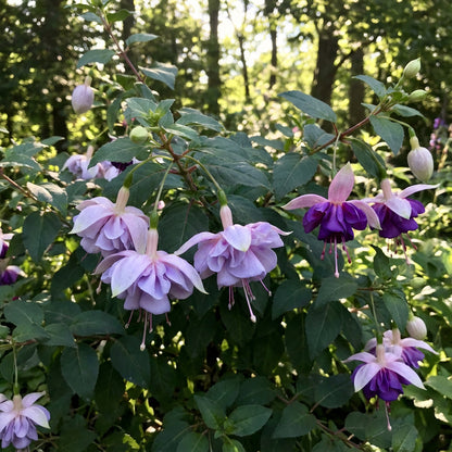 Light Violet Double Petals Fuchsia Flower Seeds for Planting