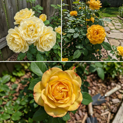 Einzigartige Rosenblume Gelb Einzigartige Rosenblumensamen zum Pflanzen