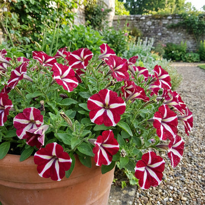 Red Oblique Petunia Flower Seeds for Easy Planting