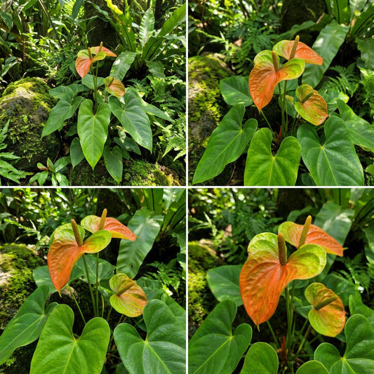 Anthurium Linden Araceae Seeds for Planting - Orange & Green Foliage