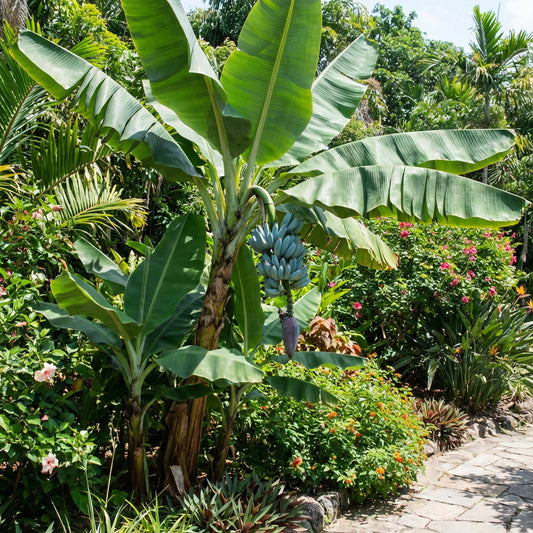 Blue Banana Fruit Seeds for Planting