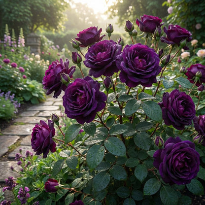 Dunkelviolette Rosenblumensamen zum Pflanzen