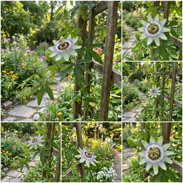 Pista Green Passion Flower Seeds for Planting