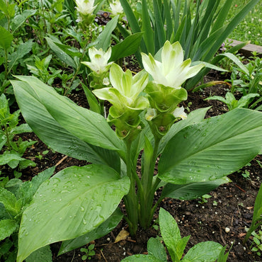 Alismatifolia Green Seeds: Perfect for Planting
