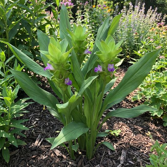 Alismatifolia Green Seeds: Perfect for Planting