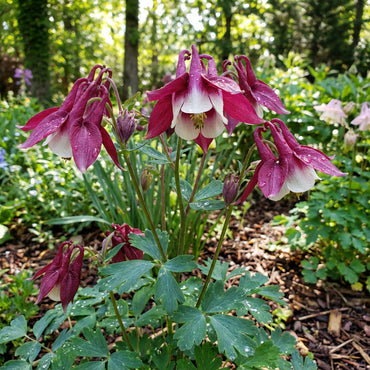 Aquilegia Dark Pink & White Seeds for Planting