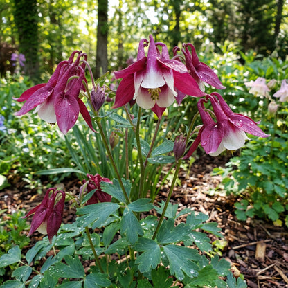 Aquilegia Dark Pink & White Seeds for Planting